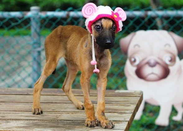 彩色帽子下是「娜娜」的焚身傷痕，惡意傷害牠的人已經移送法辦。 新北動保處/提供