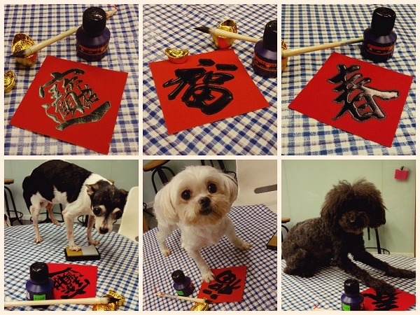 毛孩寫春聯之實況紀錄