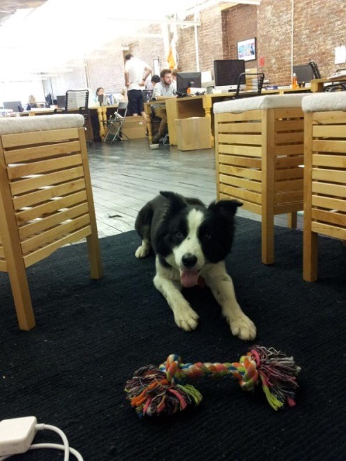 哇，狗有遊戲專區和玩具，即使狗爸狗媽不能時時陪玩，狗也能樂在其中。 取自網路