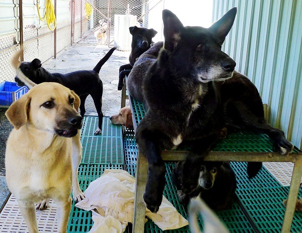 新北市動保處提供半價狂犬病疫苗，請飼養貓狗的民眾多多採用。