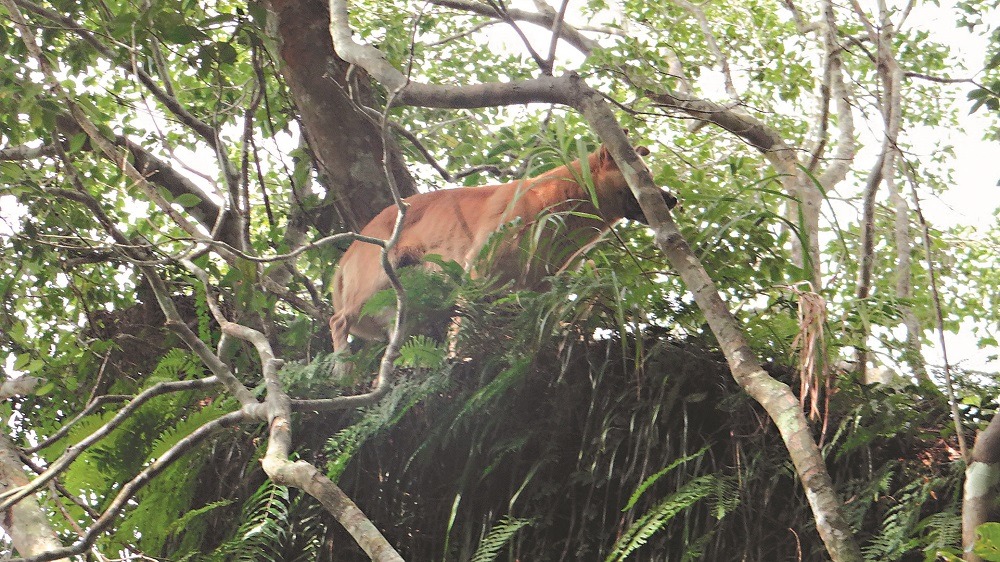 NIKE爬上老樹的位置，高約8公尺。