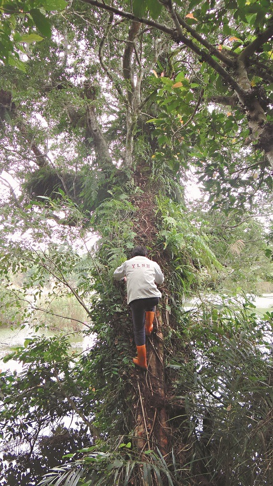 NIKE常爬的老樹高十多公尺,「樹路」坡度有七、八十度,陳文忠爬起來都覺得 費力。