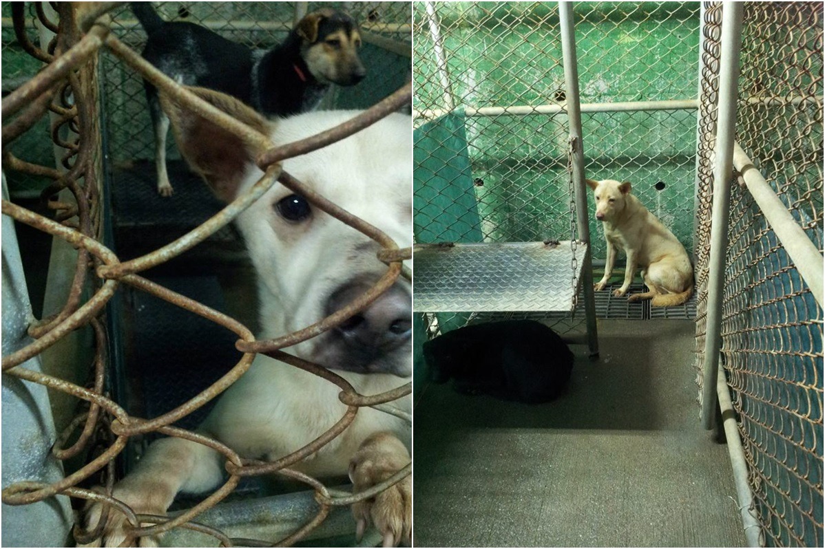 寵物銀行設備老舊，工作人員須花更多時間整理才能維持動物福利。　取自「基隆寵物銀行」專頁