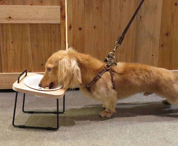 原木寵物托高碗架讓寵物以舒適的姿勢用餐,是目前拍拍的主力商品。 蕭士塔/攝