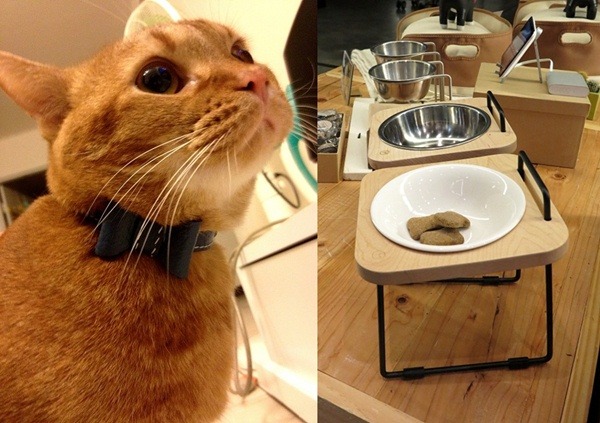 拍拍工作室裡的3隻貓是項圈設計的靈感來源及模特兒。                     拍拍提供