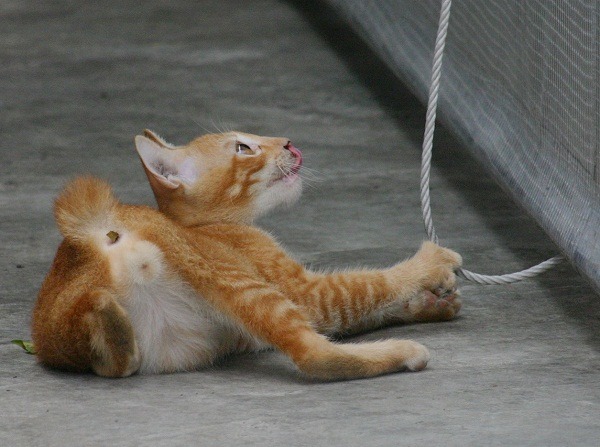 幼貓從遊戲中學習捕鼠技巧。 蕭士塔/攝