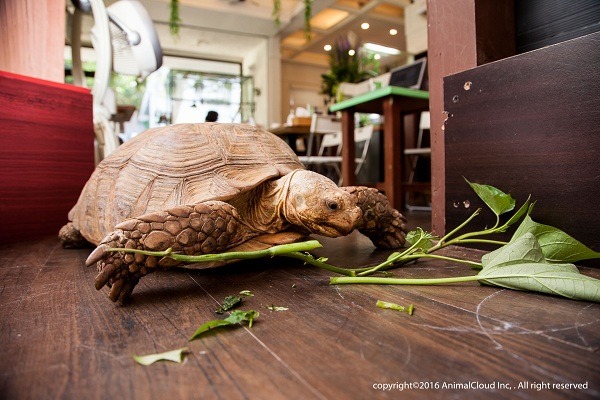 蘇卡達象龜「卡卡」,目前也是店裡的活招牌!