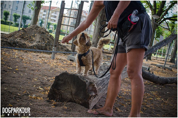 胸背比項圈安全，且運動時牽繩應保持鬆弛。   取自 Dogparkour Sweden 臉書。