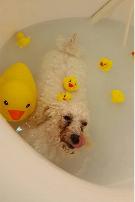 不止人愛泡湯，很多毛孩也很享受泡澡哦，老年狗和體弱狗也都適合。