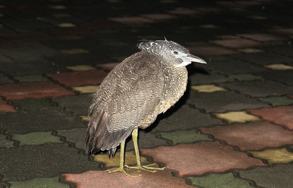 身體衰敗的黑冠麻鷺，行動遲緩，不知是中毒或營養不良。 蕭士塔/攝