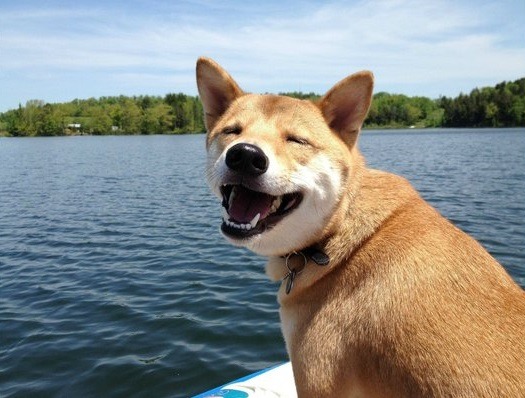 狗狗是不是帶給你極大的生活樂趣?讓你無法失去牠。 取自網路