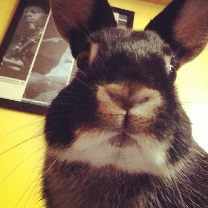 兔：耳朵太長了....拍不進來啊~~~　取自Buyagift粉絲團