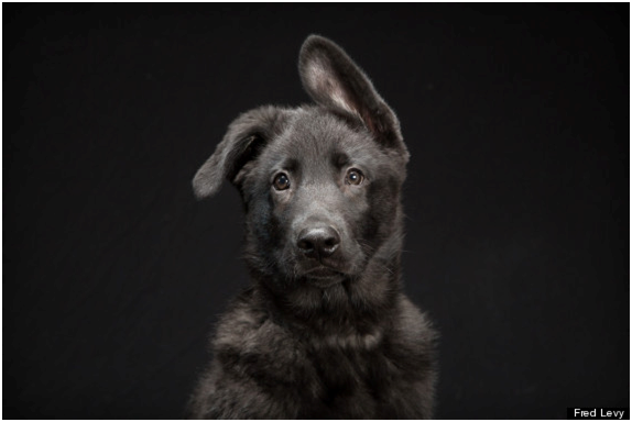 波尼是隻有著柔軟耳朵的德國牧羊犬幼犬，憨態十足。  取自網路