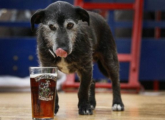 巴尼是英國啤酒節開幕儀式上的特別來賓，牠對啤酒的喜好從牠的表情就可以了解。 取自網路