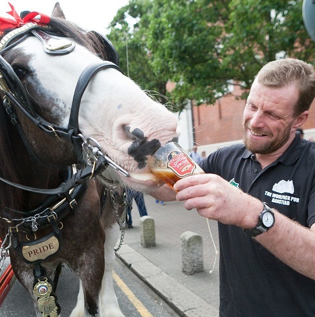 看來馬也挺喜歡杯中物! 英國啤酒節果然是動物也瘋狂。取自網路