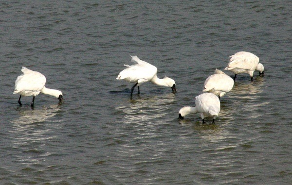 台南地區在休養的魚塭就可以看到黑面琵鷺覓食。 蕭士塔/攝