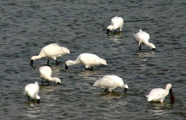 來台度冬的黑面琵鷺已破千隻，2015黑面琵鷺保育季活動今日起在七股主棲地登場。 蕭士塔/攝