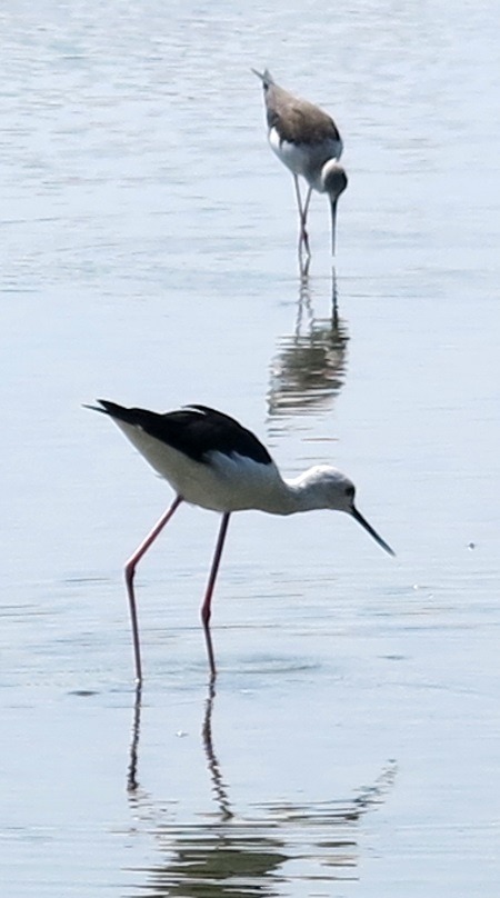 除黑面琵鷺外，優雅的高蹺鴴也是賞鳥季的要角。蕭士塔/攝 