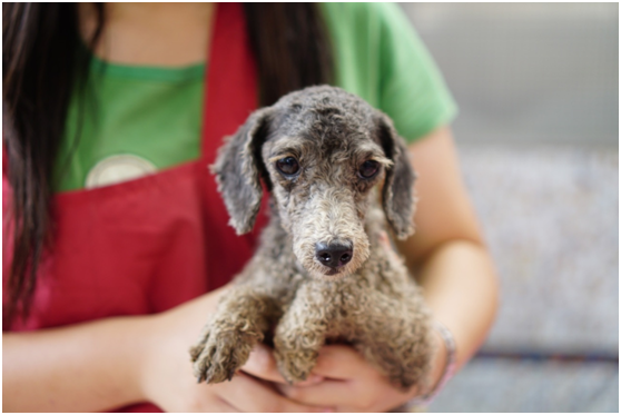 林翁將32隻品種犬全數交由新北市動保處,但罰款部分則無力償還。 取自新北市動保處網站