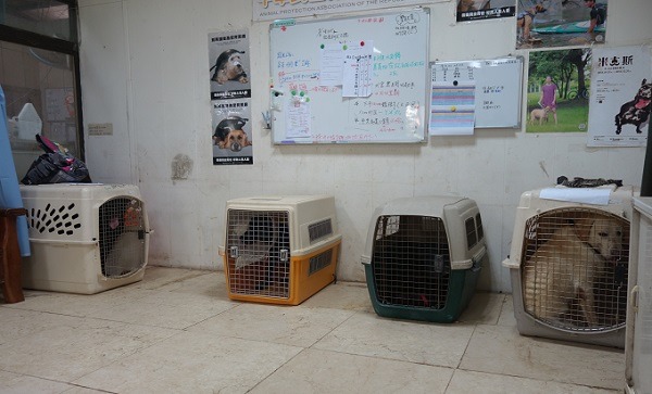 別說牠們怎麼被強制關籠，籠內訓練其實是安定狗隻情緒和保護牠們的最基本訓練。APA八里保育場/提供