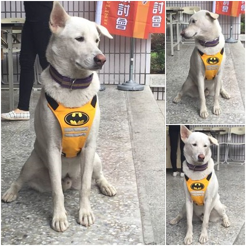 屏東大學一場英語研討會的參加者，在中場茶會時間，看見幾隻穿著背心的狗隻在人群中走動，而且和人的互動熱絡，打聽之後知道是校狗。有趣的畫面深深吸引了她們，因而投書台灣動物新聞網，希望能透過報導讓更多人知道，屏東大學是愛護動物、尊重生命的實踐學校。(圖為即將收編為校犬的大白)       讀者/提供