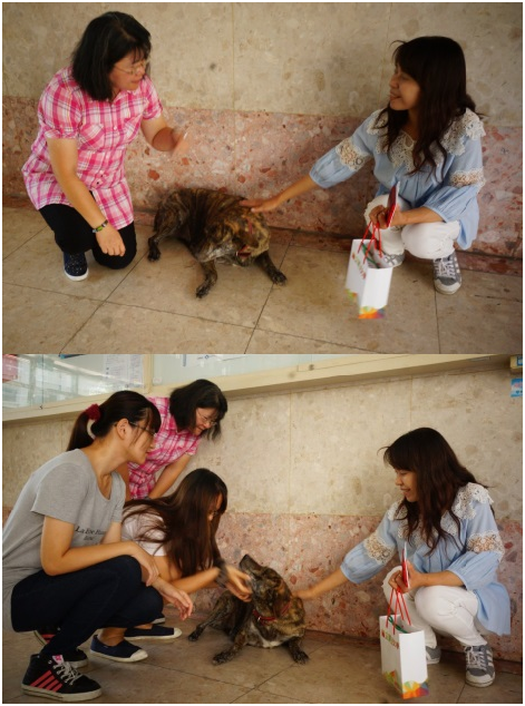 屏東大學的校狗都很溫馴，最資深的「小虎」喜歡跟著學生一起上下課，不過喜歡伴讀的牠，更愛在課堂上見「周公」!    瑭芯 /攝