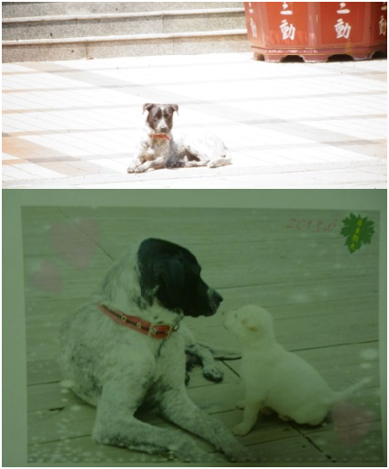 校犬「小花」不久前才產下4隻幼犬，都已被人認養。周維婷教官對小花疼愛有加，特別請託餐廳老闆為小花水煮熱狗加菜，還想在退休後領養小花。　瑭芯/攝