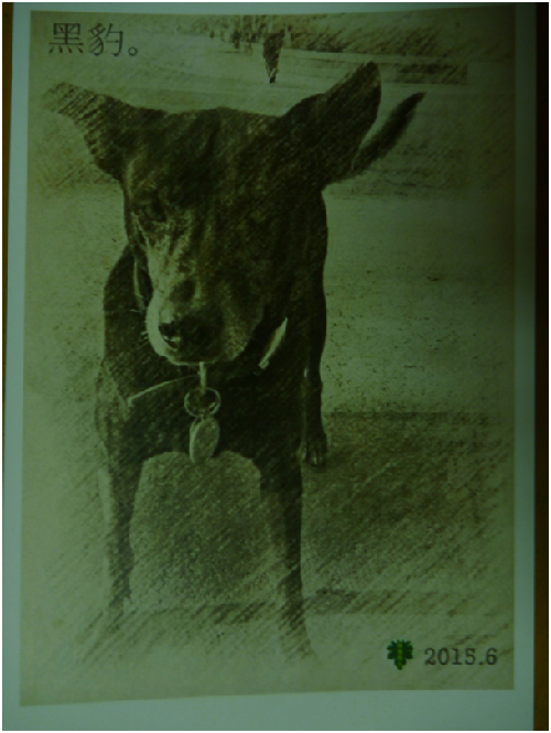 瞎了一隻眼的「黑豹」喜歡跟著校工一起工作，可能是受虐的陰影難以抹去，謹慎的黑豹從不走出校園。　瑭芯//翻拍校犬明信片