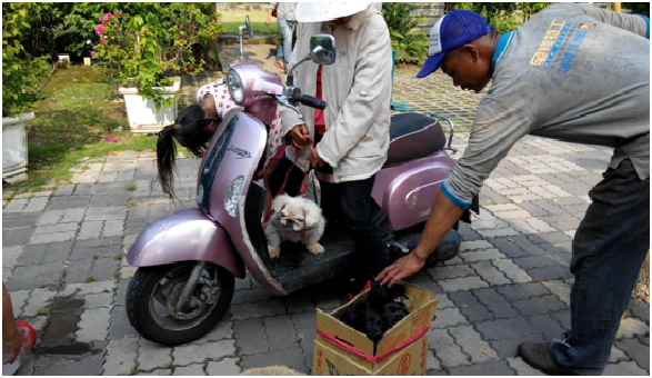 一早就有鄉民騎著機車送來一箱5隻黑色幼犬，請菩提寵物樂園收容。瑭芯/攝