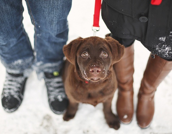 如果必須二選一，愛犬和愛侶，你選何者?  取自網路