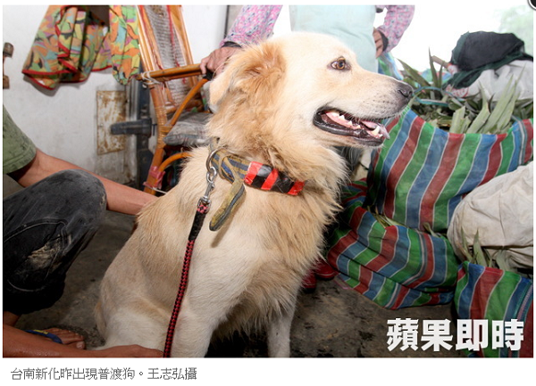 被鳳梨果農撿到的這隻流浪狗，項圈繫有179元的現金紅包袋，媒體指出，有民俗專家認為牠是「普渡狗」。  截圖自蘋果日報