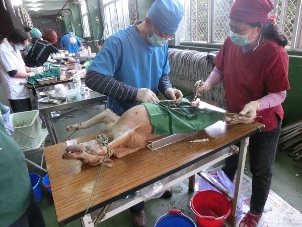獸醫師黃文堂和妻子搭檔，進行了近10年的貓狗絕育手術，以傷口小、速度快為特色。 取自菩提護生協會臉書