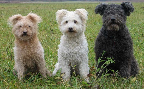 又名匈牙利牧羊犬的波密犬，很可愛吧！　 取自網路