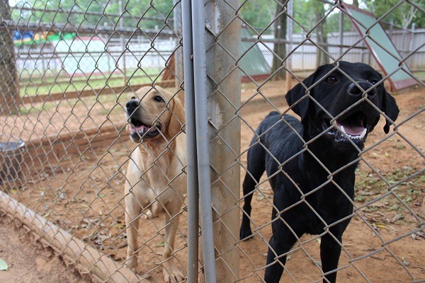 緝毒犬培訓中心的飼養環境良好，運動空間足夠，狗隻多養得頭好壯壯。 何宜/攝