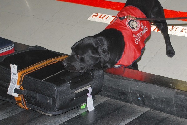 2015年，曾由緝毒犬在機場行李箱中嗅出二級毒品大麻39.5公斤。 此為示意圖  取自緝毒犬臉書