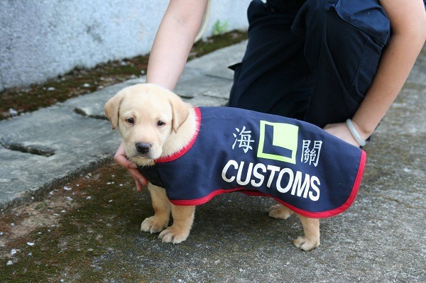 要成功培育出一隻緝毒犬並不容易，從育種開始，到歷經寄養家庭和訓練、測試等流程。能過關的不過20~30%犬隻。 取自緝毒犬臉書