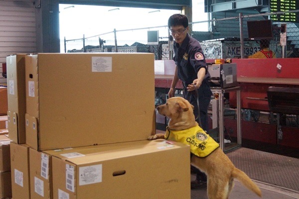 全台灣現在只有34隻緝毒犬，每年攔截的毒品量，約占總查獲量的28%。 台灣動物新聞網資料照 (財政部關務署/提供)