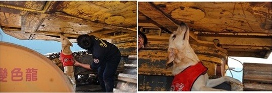 我聞、我聞、我用力聞!業績亮麗的緝毒犬，不求升官、不求加薪，只要能得到毛巾捲做獎賞，就很滿足了。 取自緝毒犬專頁