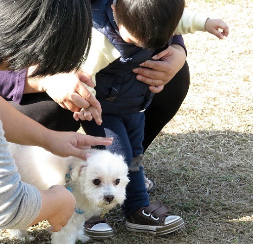 許多遊客也帶著寵物同遊奇美博物館園區。 蕭士塔/攝