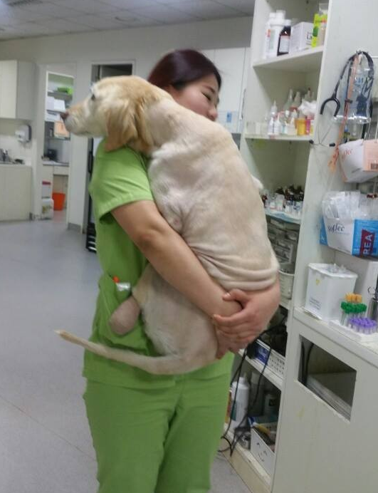 奇奇在南韓的動物醫院完成截肢和初步治療。取自ARME官網