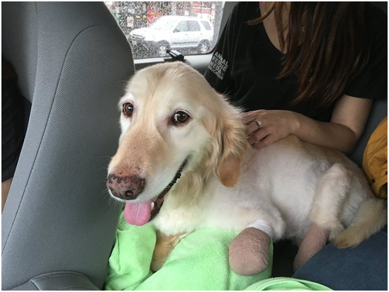 奇奇正在前往亞利桑那州新家的路上。取自ARME官網