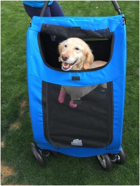 坐在新推車裡，奇奇露出快樂的表情。取自ARME官網