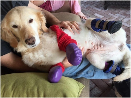 經過兩個月艱苦的努力後，奇奇終於準備好開始牠的新生活。取自ARME官網