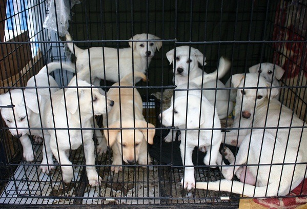 狗被棄養在街頭繁衍一下代,是流浪狗最根本的來源。蕭士塔/攝