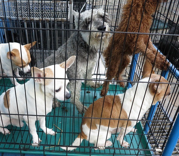 飼主棄養送交收容所的不乏品種狗。 蕭士塔/攝