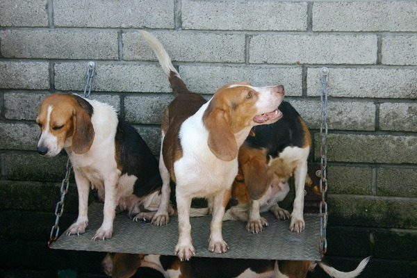 寵物流行期過後就會出現棄養潮,米格魯就是最好的例子。 蕭士塔/攝