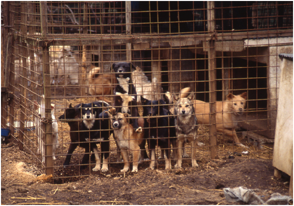 ★ 動物囤積症的嚴重性並非收集動物的行為本身,而是動物所處的惡劣環境。 Marco Bruno/攝