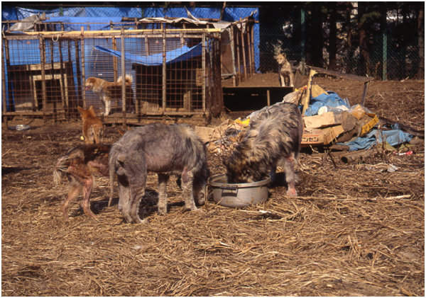 ★ 唯有強者才吃得到食物,打輸的狗兒就只剩餓死一途。 Marco Bruno/攝