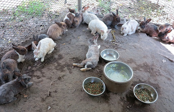 在台南市官田區舊渡頭橋上發現的數十隻兔子，研判是被棄養的家兔。蕭士塔/攝