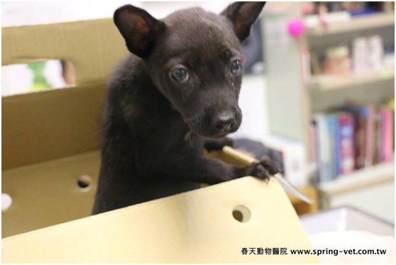 瘦小的黑色母幼犬，一雙無辜眼神訴說著我不乖嗎？為甚麼不要我呢？林棠棣/攝